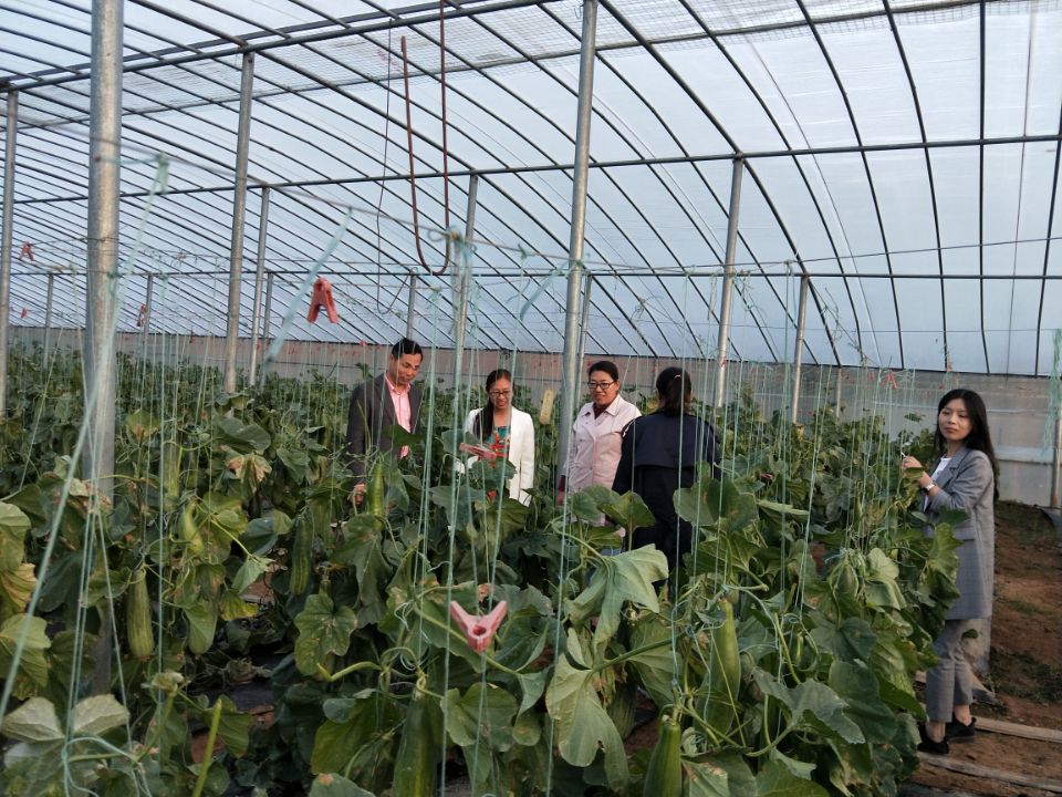 调研蔬菜种植基地